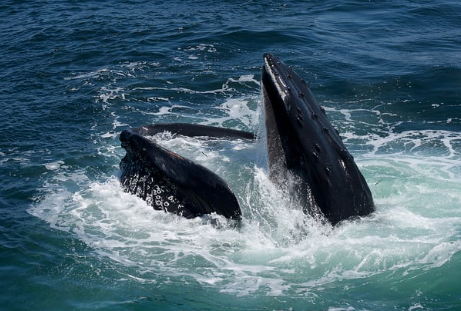 How To Choose The Right Whale Watching Tour Operator