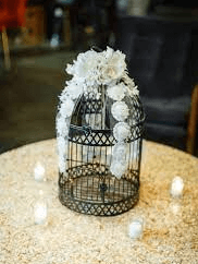 Bird Cage For Sale Craigslist
