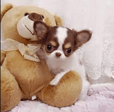 Chihuahua For Sale Craigslist