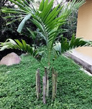 Huacrapona Palm Tree