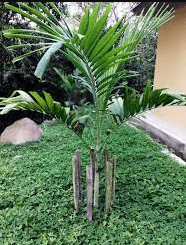 Huacrapona Palm Tree